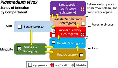 Basic Research of Plasmodium vivax Biology Enabling Its Management as a Clinical and Public Health Problem